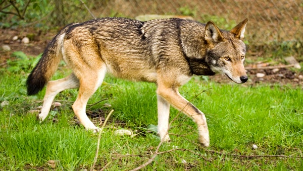 Coyote night-hunting halted by state court - Washington Daily News ...