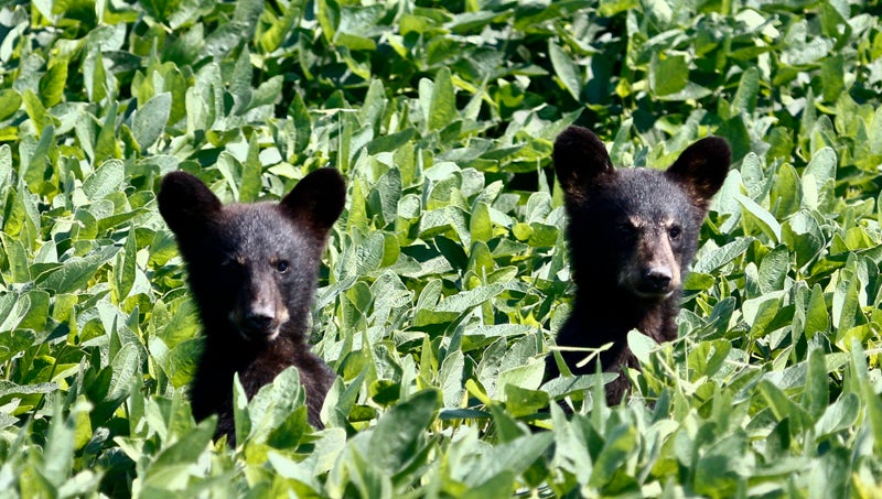 Award-winning Black Bear Festival returns - Washington Daily News