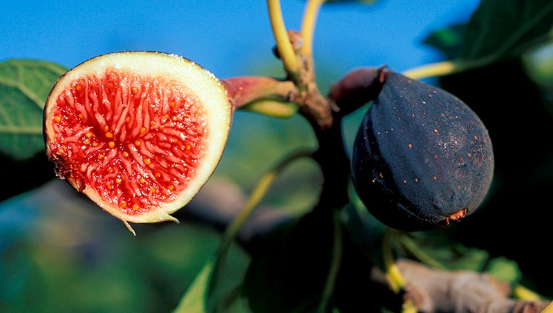Ficus carica (Common Fig)  North Carolina Extension Gardener